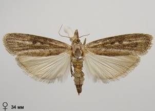A.zelleri_2
