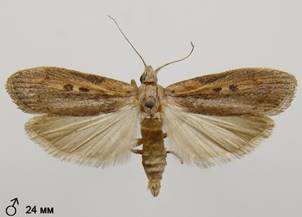 A.zelleri_3