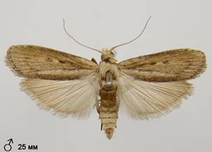 A.zelleri_4