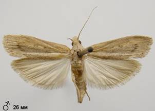 A.zelleri_5