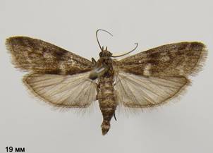 A.bistriatella_1