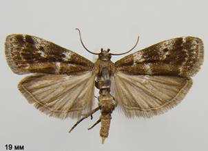 A.terebrella_1