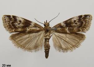 A.terebrella_2