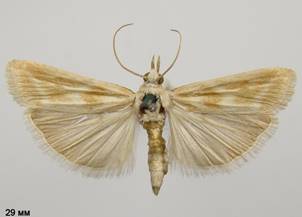 B.gilveolella_1