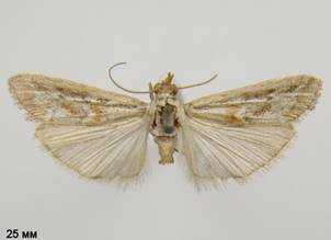 B.trapezella