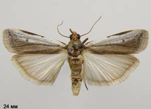 D.divisella