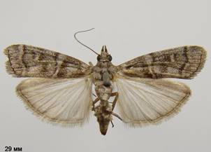 D.simplicella_2