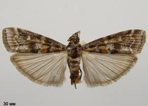 D.sylvestrella_1