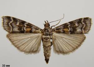 D.sylvestrella_2