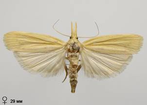 E.punctella_1