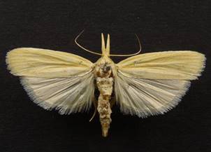 E.punctella_1.