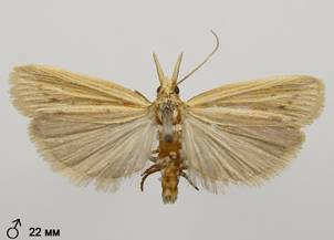 E.punctella_2