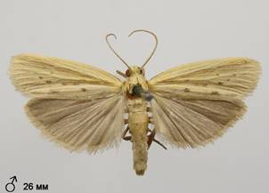 E.punctella_3