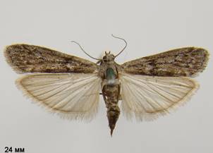 E.kuehniella_1