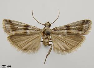 E.welseriella