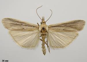 M.rippertella_1