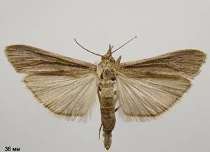 M.rippertella_2