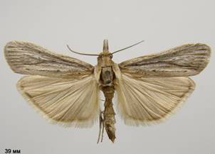 M.rippertella_3