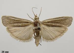 E.leucoloma