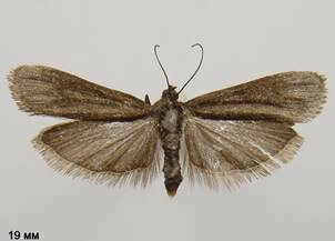 E.tetricella_1