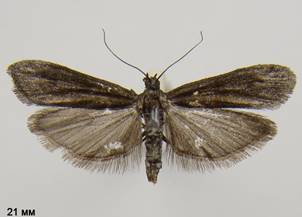 E.tetricella_2