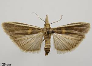 E.zinckenella_1