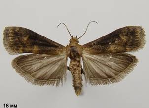E.fuliginosella