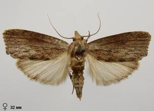 G.mellonella_1