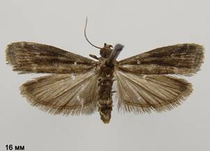 G.leucacrinella