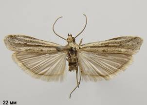 H.nebulella_1