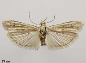 H.nebulella_2