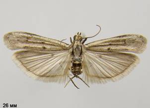 H.nebulella_3