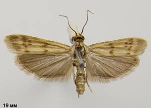 H.sinuella_1