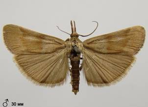 H.ahenella_3