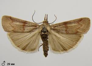H.ahenella_4