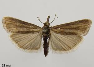 H.lignella_2