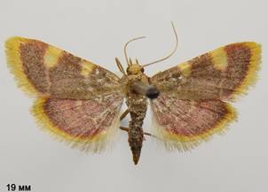 H.costalis_1