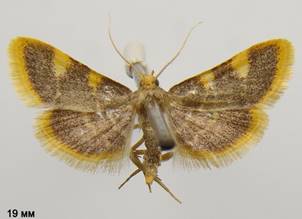 H.costalis_2