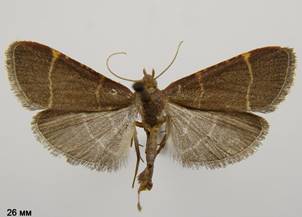 H.glaucinalis_1