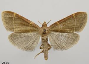 H.glaucinalis_2