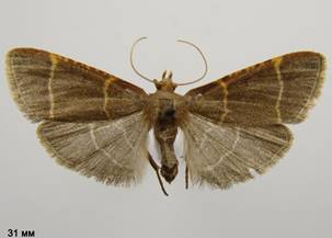 H.glaucinalis_3