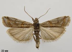 K.compositella