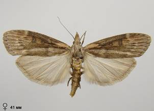 L.anella_1