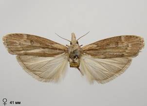 L.anella_5