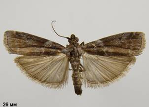L.faecella