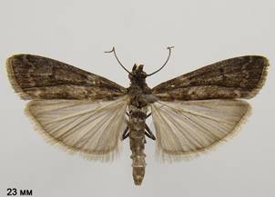 M.fusca_1