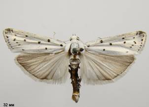 M.circumvoluta_2