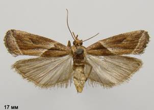 N.lineana_2