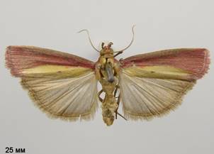O.semirubella_1