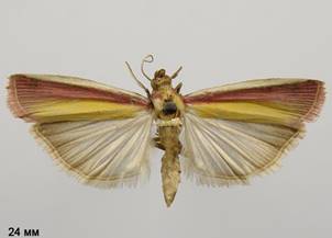 O.semirubella_2
